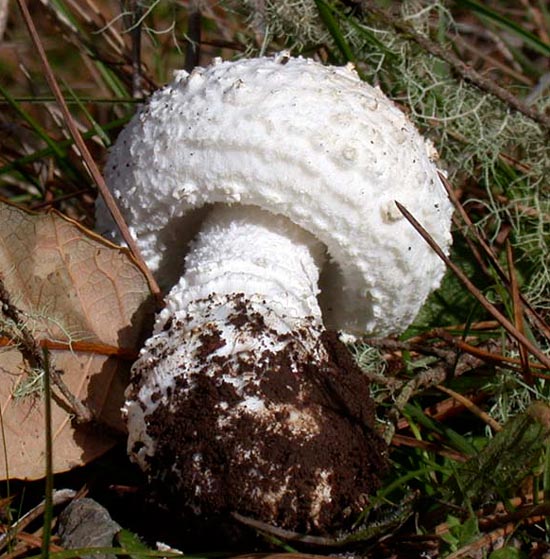 Amanita smithiana - Mushroom Species Images